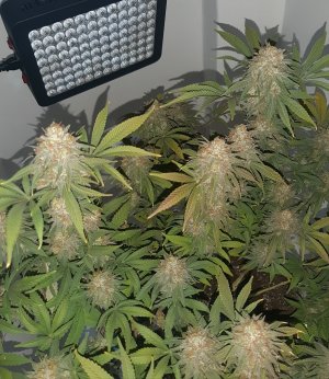 20230101_150248.jpg 20230101_150248.jpg