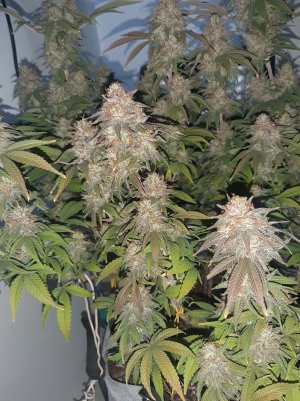 20230101_150018.jpg 20230101_150018.jpg