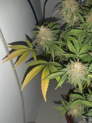 20230101_150317.jpg 20230101_150317.jpg