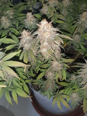 20230101_150333.jpg 20230101_150333.jpg