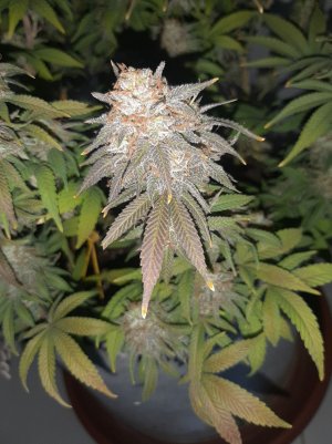 20230101_145933.jpg 20230101_145933.jpg