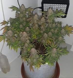 20230101_181138.jpg 20230101_181138.jpg