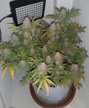 20230101_181109.jpg 20230101_181109.jpg