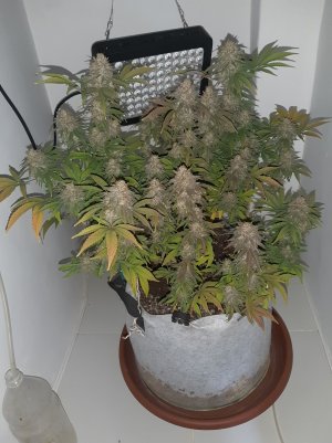 20230101_180926.jpg 20230101_180926.jpg