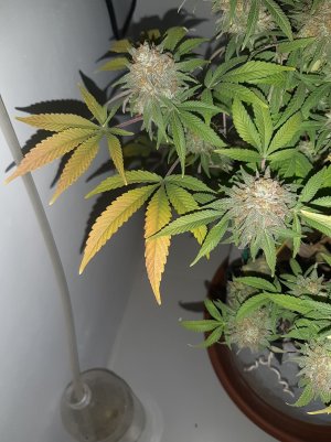 20230101_181055.jpg 20230101_181055.jpg