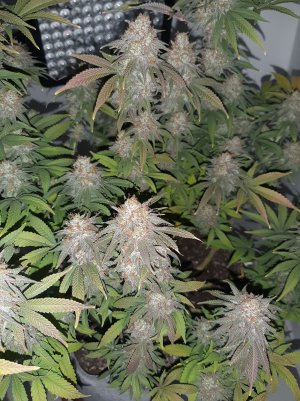 20230101_181031.jpg 20230101_181031.jpg