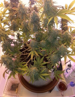 20230101_180910.jpg 20230101_180910.jpg