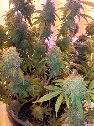 20230101_180655.jpg 20230101_180655.jpg