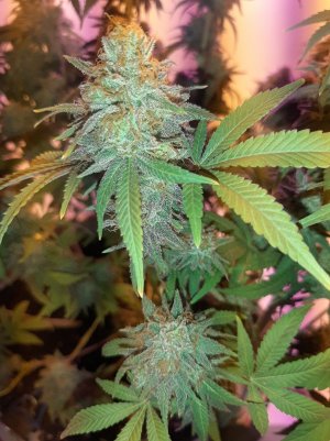 20230101_180815.jpg 20230101_180815.jpg