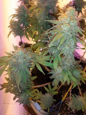 20230101_180757.jpg 20230101_180757.jpg