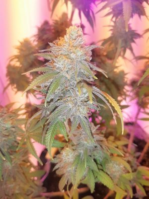 20230101_180740.jpg 20230101_180740.jpg