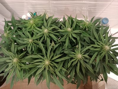 imgonline-com-ua-dexifqTvZxpYo6smU.jpg.67052e53913b048a16d4aa67249565fe.jpg imgonline-com-ua-dexifqTvZxpYo6smU.jpg.67052e53913b048a16d4aa67249565fe.jpg