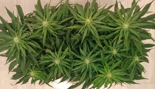 imgonline-com-ua-dexifoP6x8WCydhp2.jpg imgonline-com-ua-dexifoP6x8WCydhp2.jpg