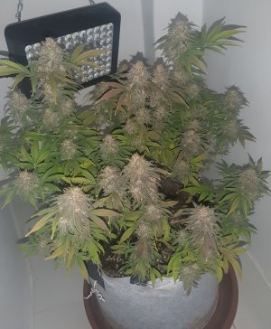 20230102_121250.jpg 20230102_121250.jpg