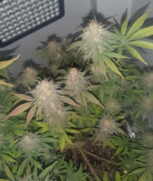 20230102_121236.jpg 20230102_121236.jpg