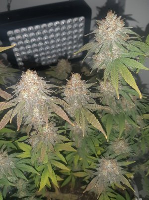 20230102_121207.jpg 20230102_121207.jpg