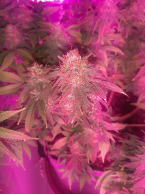 20230102_121127.jpg 20230102_121127.jpg