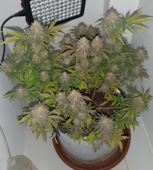 20230102_124154.jpg 20230102_124154.jpg