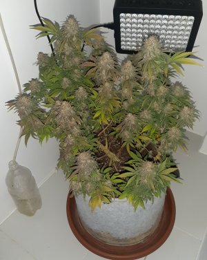 20230102_124114.jpg 20230102_124114.jpg