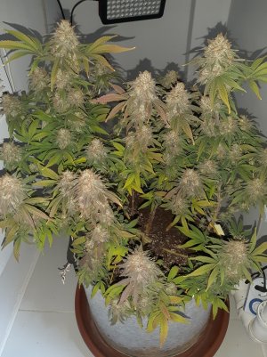 20230102_124037.jpg 20230102_124037.jpg