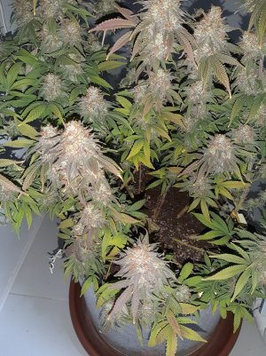 20230102_124052.jpg 20230102_124052.jpg