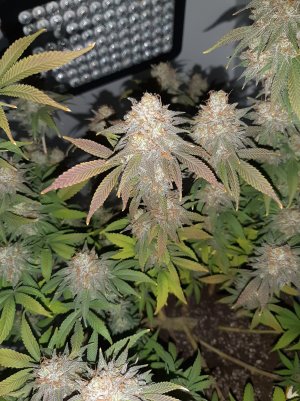 20230102_124127.jpg 20230102_124127.jpg