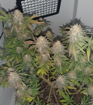 20230102_123841.jpg 20230102_123841.jpg