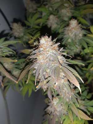 20230102_123825.jpg 20230102_123825.jpg