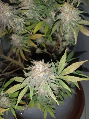 20230102_123737.jpg 20230102_123737.jpg