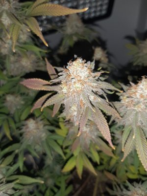 20230102_123707.jpg 20230102_123707.jpg