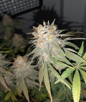 20230102_123723.jpg 20230102_123723.jpg