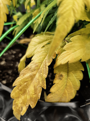 Screenshot_7.png Screenshot_7.png