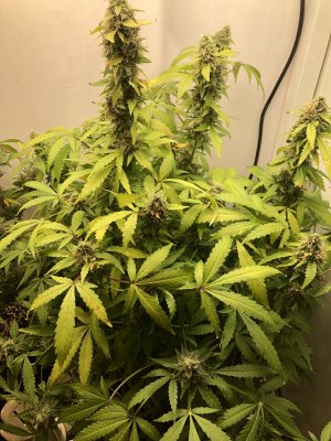 B566B72E-2D3C-49DA-A76F-63EACA0CA859.jpeg B566B72E-2D3C-49DA-A76F-63EACA0CA859.jpeg