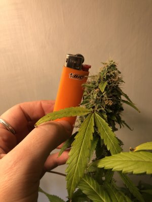 D02623A1-D8AA-4376-BC80-1AC63B0C5FA6.jpeg D02623A1-D8AA-4376-BC80-1AC63B0C5FA6.jpeg