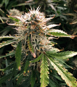 1625334982904.png 1625334982904.png