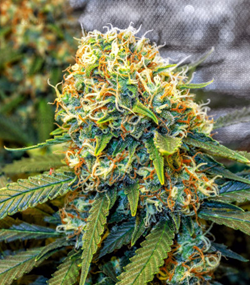 1625334988240.png 1625334988240.png