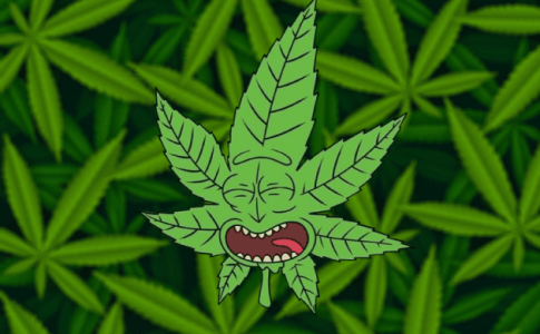 Все о листьях конопли Все о листьях конопли