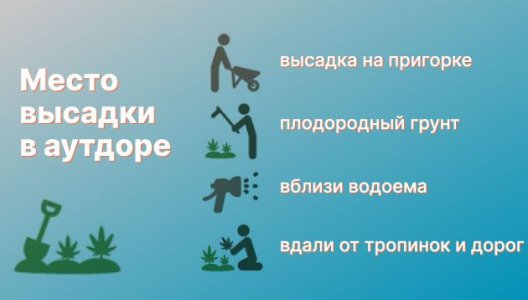 Место высадки конопли в аутдоре