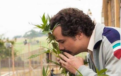 Запах конопли Запах конопли