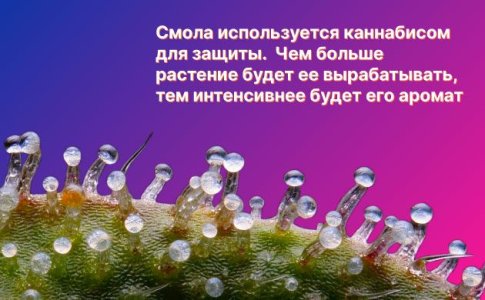 Интенсивность запаха конопли Интенсивность запаха конопли