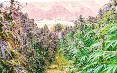 Лучшие места для выращивания конопли в аутдоре