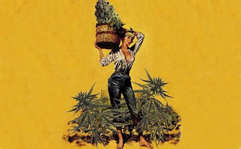 срезка шишек конопли срезка шишек конопли