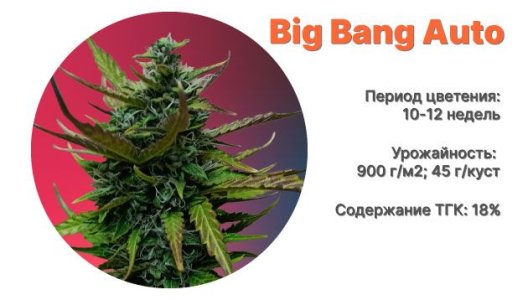 Сорт конопли Big Bang Auto Сорт конопли Big Bang Auto