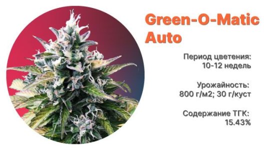Сорт конопли Green-O-Matic Auto Сорт конопли Green-O-Matic Auto