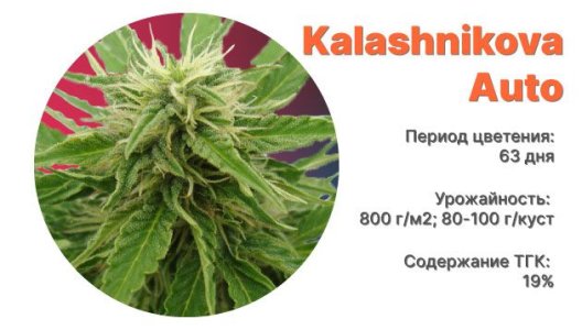 Сорт конопли Kalashnikova Auto Сорт конопли Kalashnikova Auto