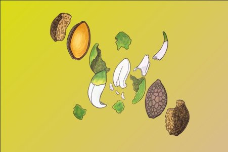 Деформация семян механического характера Деформация семян механического характера