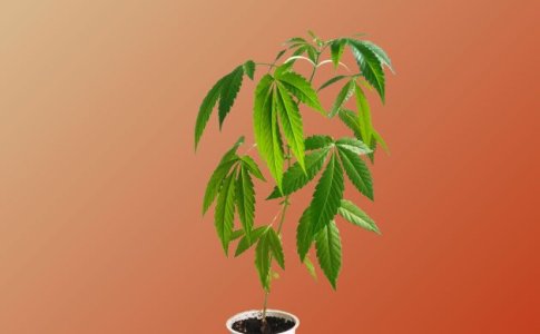 Листья конопли смотрят вниз Листья конопли смотрят вниз