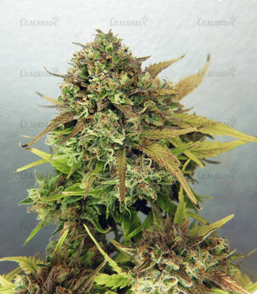 1627212918065.png 1627212918065.png