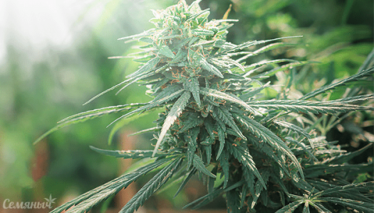 1629289461438.png 1629289461438.png