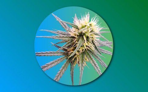 Конопля Сатива – особенности вида Конопля Сатива – особенности вида